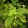 Fotografia 5 da espécie Impatiens parviflora do Jardim Botânico UTAD