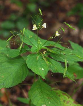 Fotografia 7 da espécie Impatiens parviflora no Jardim Botânico UTAD