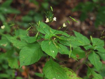 Fotografia da espécie Impatiens parviflora