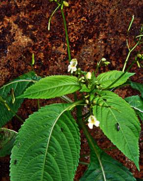 Fotografia 8 da espécie Impatiens parviflora no Jardim Botânico UTAD