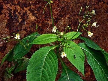 Fotografia da espécie Impatiens parviflora