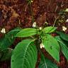 Fotografia 8 da espécie Impatiens parviflora do Jardim Botânico UTAD