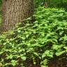 Fotografia 9 da espécie Impatiens parviflora do Jardim Botânico UTAD