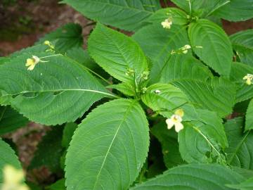 Fotografia da espécie Impatiens parviflora