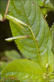 Fotografia da espécie Impatiens parviflora