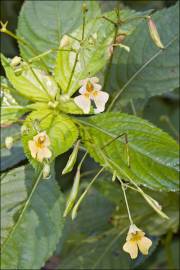 Fotografia da espécie Impatiens parviflora