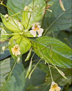 Fotografia 12 da espécie Impatiens parviflora no Jardim Botânico UTAD