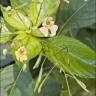 Fotografia 12 da espécie Impatiens parviflora do Jardim Botânico UTAD