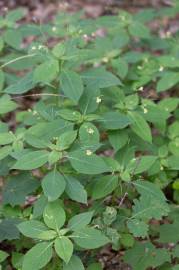 Fotografia da espécie Impatiens parviflora