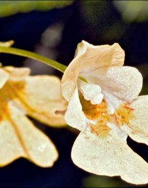 Fotografia 14 da espécie Impatiens parviflora no Jardim Botânico UTAD