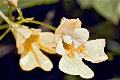 Fotografia da espécie Impatiens parviflora