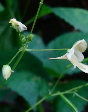 Fotografia 15 da espécie Impatiens parviflora no Jardim Botânico UTAD