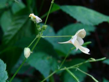 Fotografia da espécie Impatiens parviflora