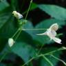 Fotografia 15 da espécie Impatiens parviflora do Jardim Botânico UTAD