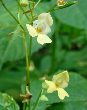 Fotografia 17 da espécie Impatiens parviflora no Jardim Botânico UTAD