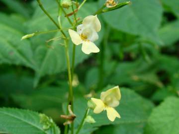 Fotografia da espécie Impatiens parviflora