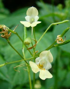 Fotografia 1 da espécie Impatiens parviflora no Jardim Botânico UTAD