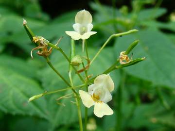 Fotografia da espécie Impatiens parviflora