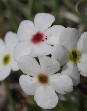 Fotografia 1 da espécie Androsace villosa no Jardim Botânico UTAD