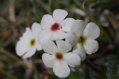 Fotografia da espécie Androsace villosa