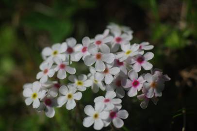 Fotografia da espécie Androsace villosa