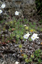 Fotografia da espécie Androsace villosa