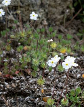 Fotografia 3 da espécie Androsace villosa no Jardim Botânico UTAD