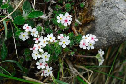 Fotografia da espécie Androsace villosa