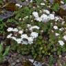 Fotografia 5 da espécie Androsace villosa do Jardim Botânico UTAD