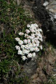 Fotografia da espécie Androsace villosa