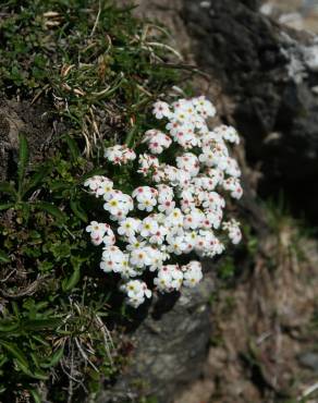 Fotografia 6 da espécie Androsace villosa no Jardim Botânico UTAD