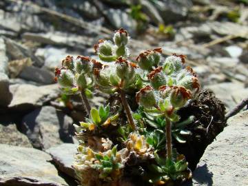 Fotografia da espécie Androsace villosa