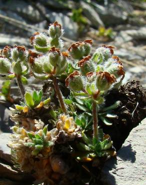 Fotografia 9 da espécie Androsace villosa no Jardim Botânico UTAD