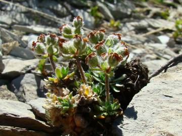 Fotografia da espécie Androsace villosa