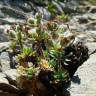 Fotografia 9 da espécie Androsace villosa do Jardim Botânico UTAD