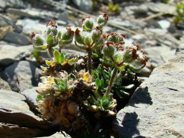 Fotografia da espécie Androsace villosa