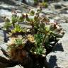 Fotografia 10 da espécie Androsace villosa do Jardim Botânico UTAD