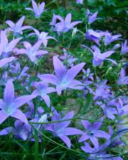 Fotografia da espécie Campanula patula