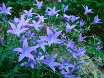 Fotografia da espécie Campanula patula