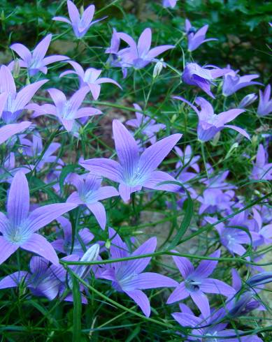 Fotografia de capa Campanula patula - do Jardim Botânico