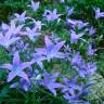 Fotografia 1 da espécie Campanula patula do Jardim Botânico UTAD