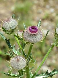 Fotografia da espécie Cirsium eriophorum