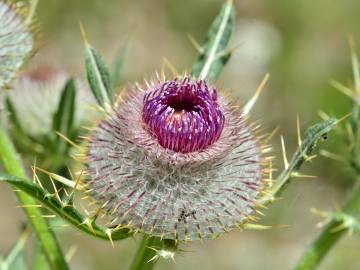 Fotografia da espécie Cirsium eriophorum