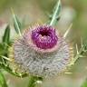 Fotografia 3 da espécie Cirsium eriophorum do Jardim Botânico UTAD