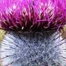 Fotografia 4 da espécie Cirsium eriophorum do Jardim Botânico UTAD