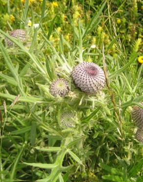 Fotografia 6 da espécie Cirsium eriophorum no Jardim Botânico UTAD