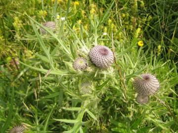 Fotografia da espécie Cirsium eriophorum