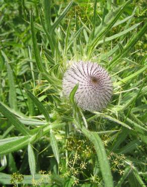 Fotografia 7 da espécie Cirsium eriophorum no Jardim Botânico UTAD