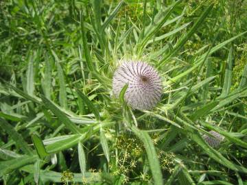 Fotografia da espécie Cirsium eriophorum