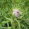 Fotografia 7 da espécie Cirsium eriophorum do Jardim Botânico UTAD